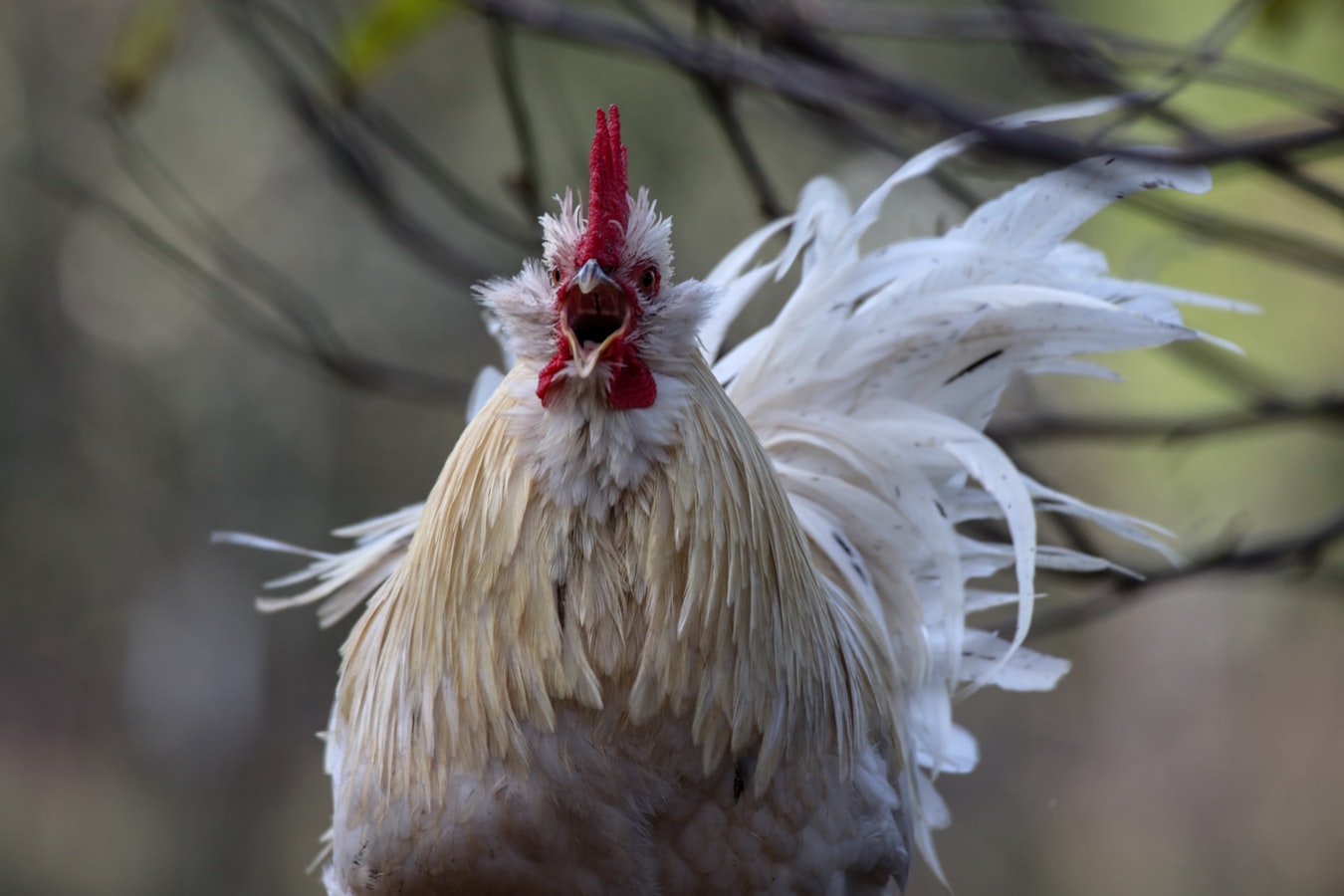 5 Jenis Ayam Petarung Handal